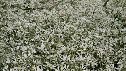 White Christmas bush (Euphorbia leucocephala) in the north of Thailand