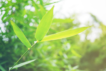 Green leaf soft focus with closeup in nature view on blurred greenery background in the garden with copy space use for design wallpaper concept.