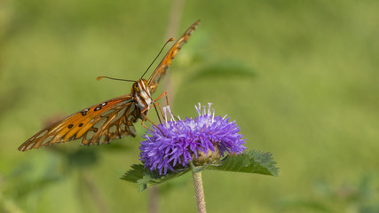 Macro - Orange Butterfly