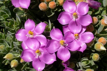 Fototapeta na wymiar Close-Up of Pink Flowers on Succulent Plant