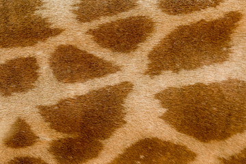 Giraffe skin pattern. Giraffe fur close-up. Animal natural leather background.