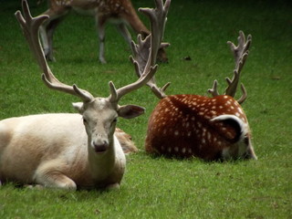 Hirsch