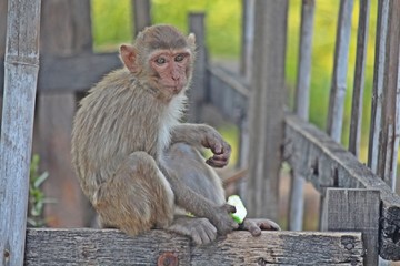 Animal,  a monkey is waiting from people who see it,  it lives in KUM PHA WA PI park,  at UDONTHANI province THAILAND.