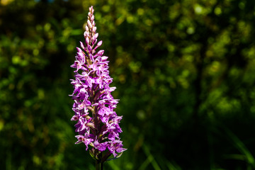 Fototapeta premium Common spotted orchid (Dactylorhiza fuchsii) flower against dark forest background.