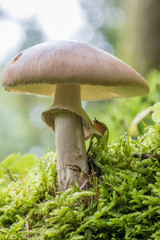 Champignon poussant sur de la mousse
