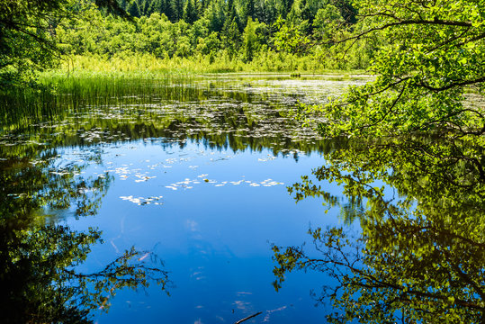 Calm and tranquil forest lake in summer. Location Omberg eco park in Sweden.