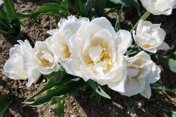 Tulpen in Zollikon in der Schweiz im Sommer