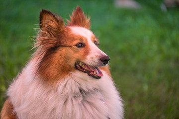 The Shetland Sheepdog, also known as the Sheltie.