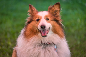 The Shetland Sheepdog, also known as the Sheltie.