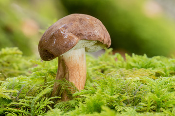 Bolet bai (Boletus badius)