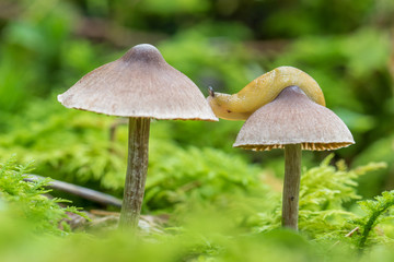 Limace sur des champignons
