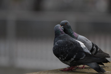 amour pigeons