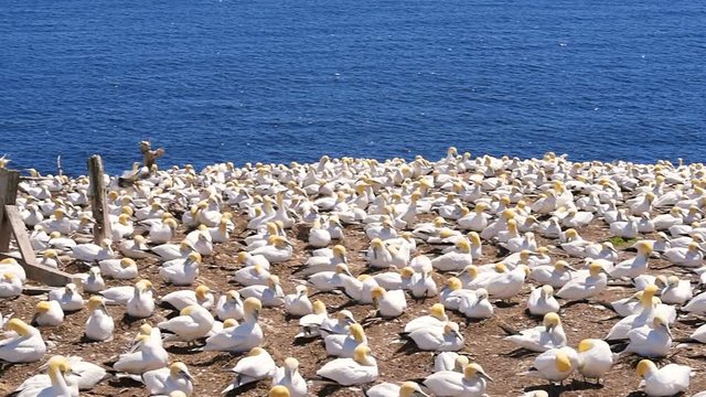 Panning overlook, view of white Gannet bird colony nesting on cliff on Bonaventure Island in Perce, Quebec, Canada by Gaspesie, Gaspe region