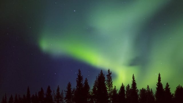 yellow green midnight aurora over the forest