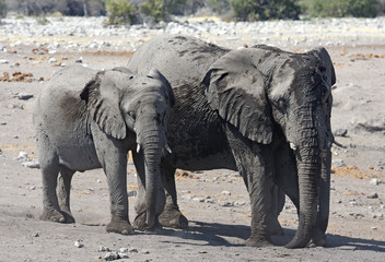 Afrikanische Elefanten (loxodonta africana) im Etosha Nationalpark (Namibia)