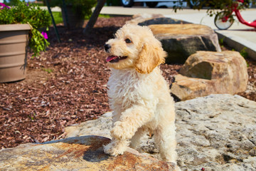 Cute Mini Goldendoodle Puppy