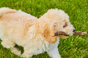 Cute Mini Goldendoodle Puppy