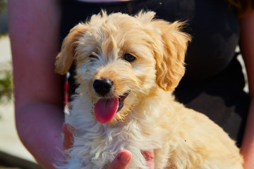Cute Mini Goldendoodle Puppy