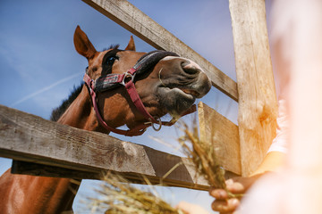 The horse in the stall eats hay.