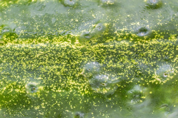 Texture of cucumber's peel. Close up.