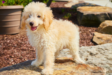 Cute Mini Goldendoodle Puppy
