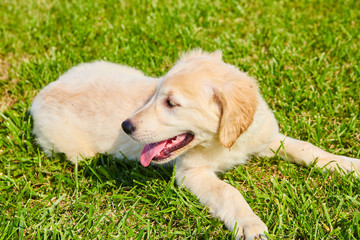 Adorable Golden Retriever Puppy