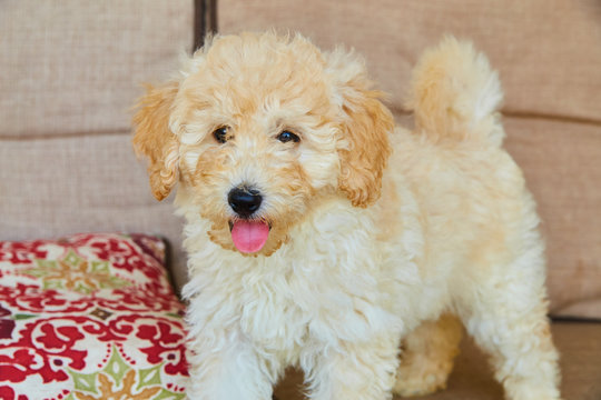 Cute Mini Goldendoodle Puppy