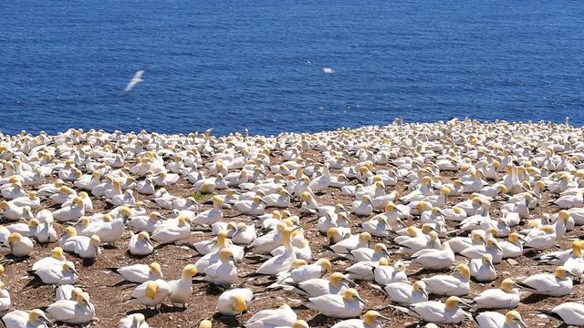 Overlook, view of white Gannet bird colony nesting on cliff on Bonaventure Island in Perce, Quebec, Canada by Gaspesie, Gaspe region