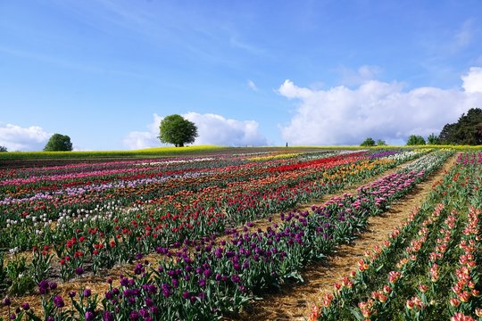 Wiese in Zollikon im Kanton Z&uuml;rich in der Schweiz im Sommer