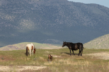Wild Horses in Utah in Summer