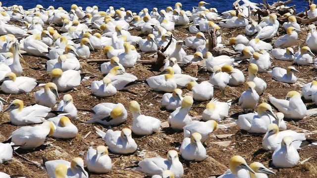 Panning overlook, view of white Gannet bird colony nesting on cliff on Bonaventure Island in Perce, Quebec, Canada by Gaspesie Peninsula, Gaspe region