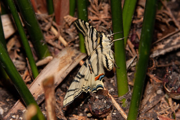 A beautiful black yellow butterfly among the blades of grass.