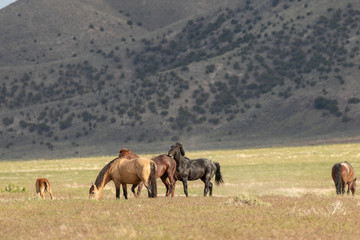 Obraz premium Wild Horses in Utah in Summer
