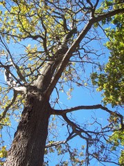 Up the Tree 2