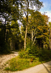 Fototapeta premium Autumn Forest Path showing the leaves turning orange. Taken in fall in Bavaria, Germany