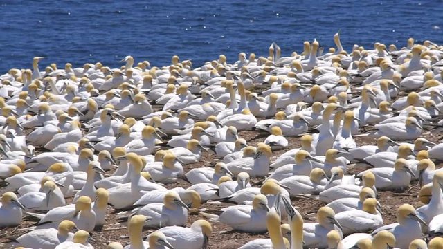 Panning overlook, view of white Gannet bird colony nesting on cliff on Bonaventure Island in Perce by Gaspesie Peninsula, Gaspe region, Quebec, Canada