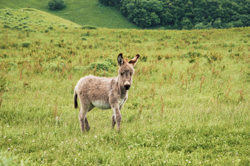 Portrait of a beautiful fluffy ass, Equus asinus, in the middle of a green meadow. On a sunny morning