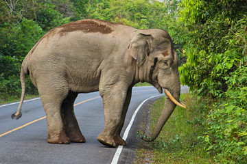 Asiatischer Elefant steht auf Strasse