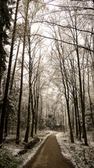 Forest Pathway in winter with snow on the ground. Taken in Dentlein Am Forst in Bavaria, Germany