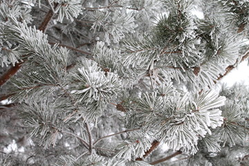 Naklejka na ściany i meble Winter pine forest in frost.