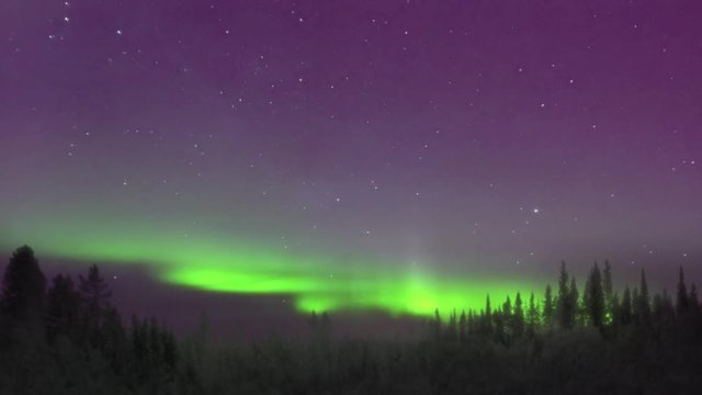 Northern lights dancing over a foggy boreal forest