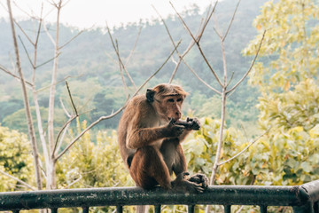 Fototapeta na wymiar monkey eating a fruit