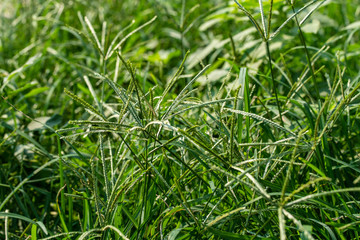 Background shot of healthy green grass