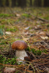 White mushroom in the forest. (Boletus edulis)