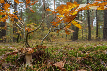 White mushroom in the forest