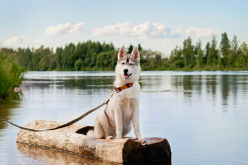 Siberian husky dog, sitting on a log floating on the river.