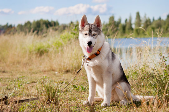 Siberian husky dog, sitting on the river.