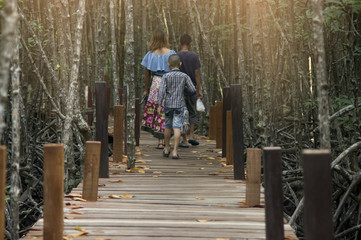 family travel walk on bridge wood with mangrove forest