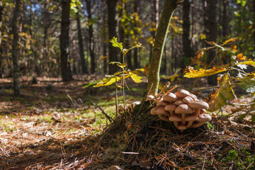 Inedible mushrooms on stump