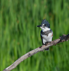 Belted Kingfisher Portrait on Green Background